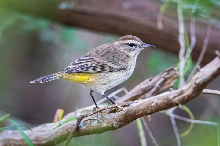 Palm Warbler